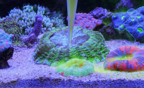How to Feed Coral in a Reef Tank: A Guide to Healthy Growth and Vibrant Colors