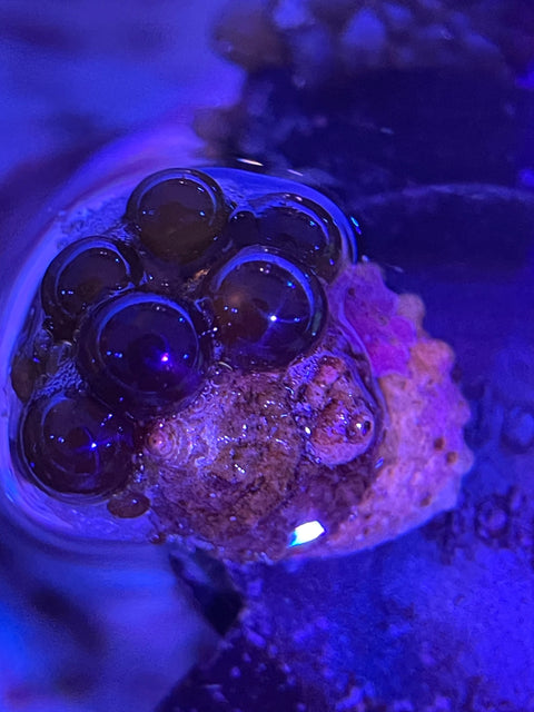 How to Get Rid of Bubble Algae in Reef Tanks