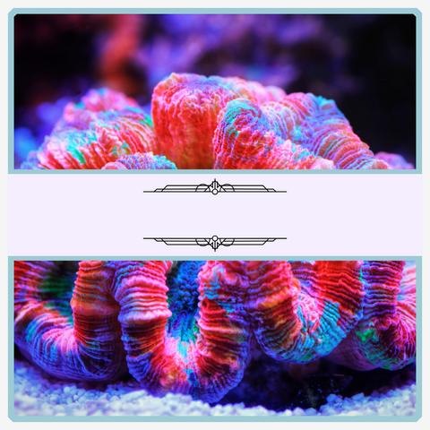Coral Colonies