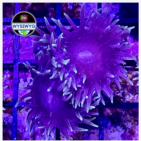 Aussie Blue Duncan Frag WYSIWYG 2