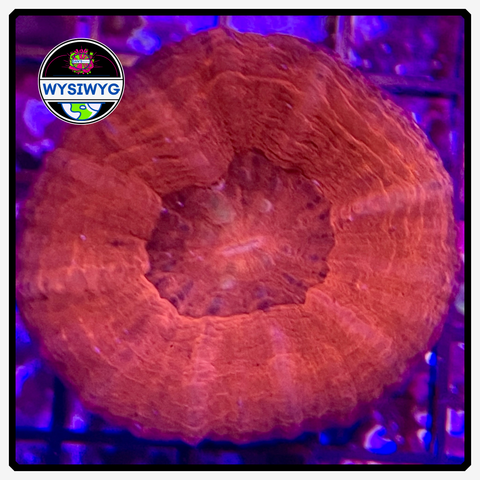 Aussie Colored Scolymia Frag WYSIWYG 1