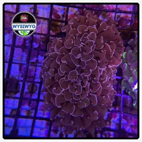 Australian Peach - Wall Hammer Colony - WYSIWYG 1