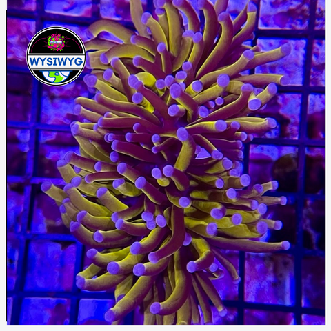 Australian Gold - Torch Colony - WYSIWYG 1