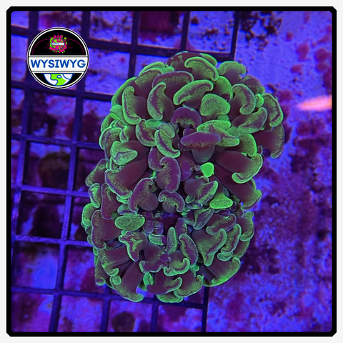 Australian Toxic Green - Wall Hammer Colony - WYSIWYG 1