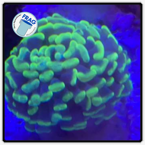 Australian - Branching Hammer Frag