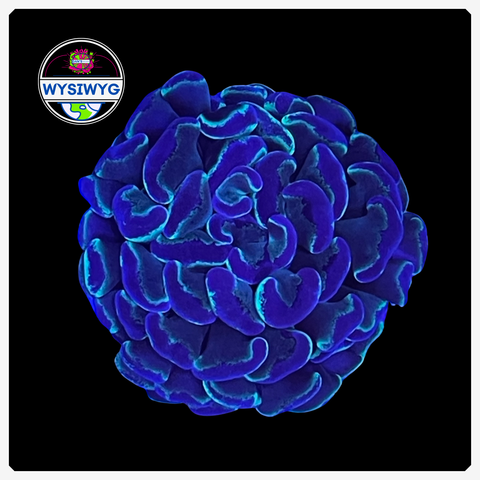 Australian Toxic Blue - Branching Hammer Frag - WYSIWYG 1