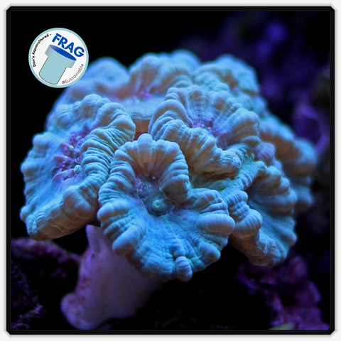 Teal Candy Cane Frag