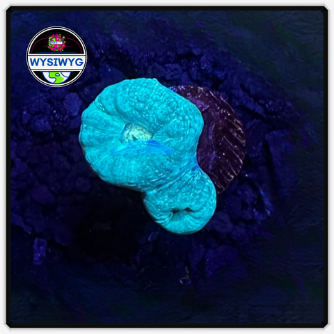 Teal Candy Cane Frag WYSIWYG 2