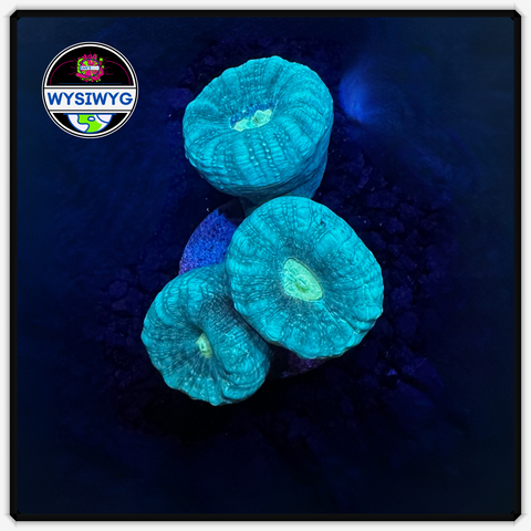 Teal Candy Cane Frag WYSIWYG 3