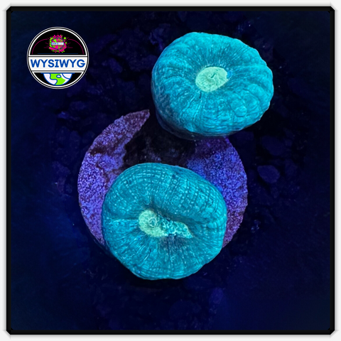 Teal Candy Cane Frag WYSIWYG 1