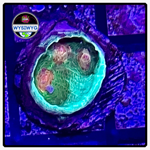 Cobra Eye Chalice Frag WYSIWYG 1