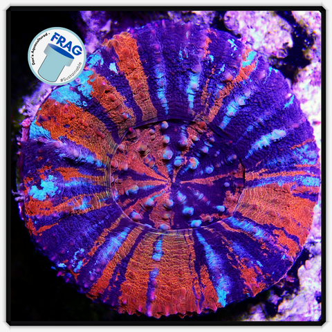 Colored Scolymia Frag