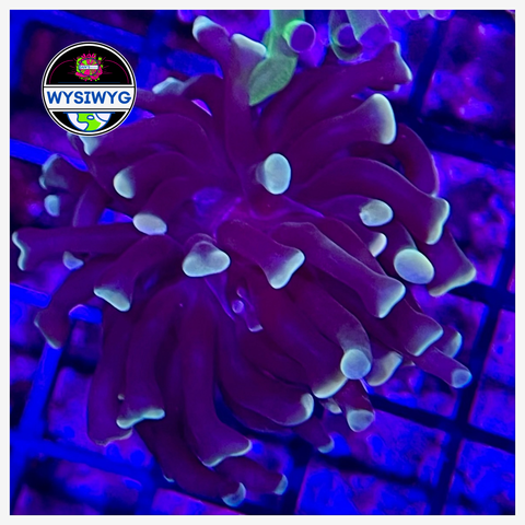 Dark Knight Hammer Frag WYSIWYG 1