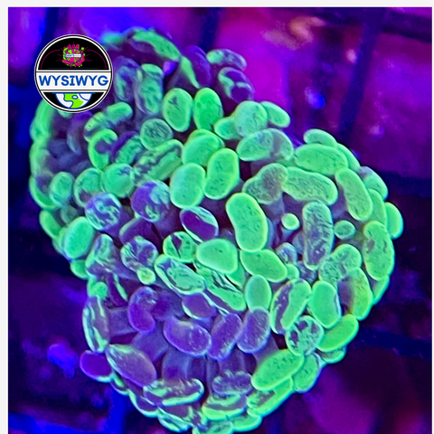 Death Wish Branching Hammer Frag WYSIWYG 1