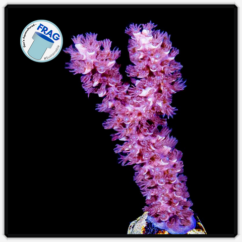 Dusky Knobby Gorgonia