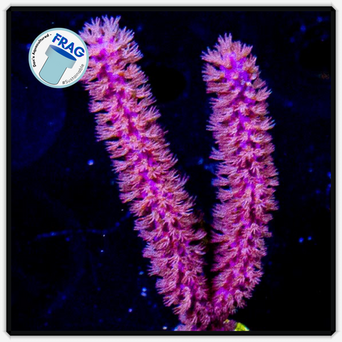 Purple Candelabra Gorgonia