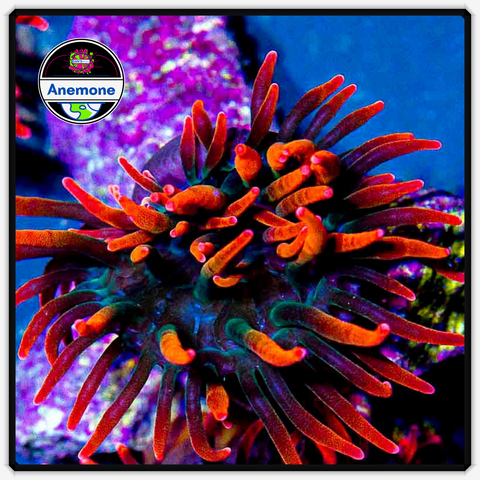 Sherman Bubble Tip Anemone