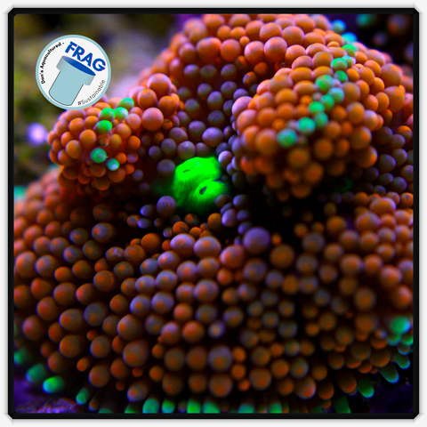 Florida Orange Ricordia Mushroom Frag