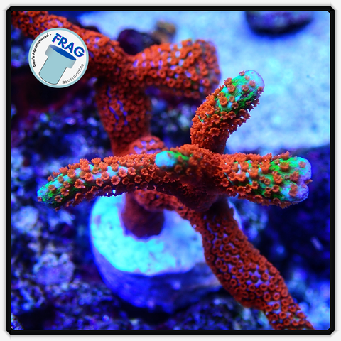 Forest Fire Montipora Digitata Frag