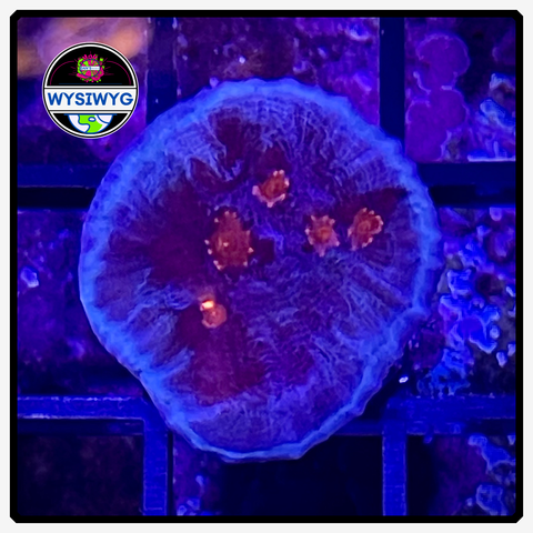 Frost Fire Chalice Frag WYSIWYG 1
