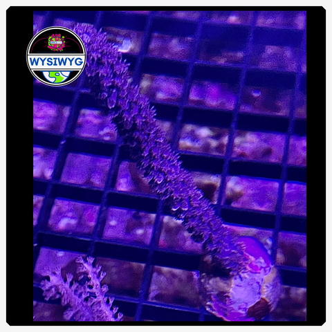 Purple Plume Gorgonia WYSIWYG 1