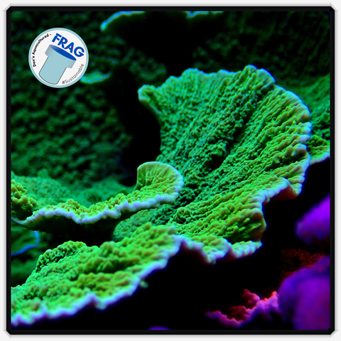 Green Montipora Capricornis Frag