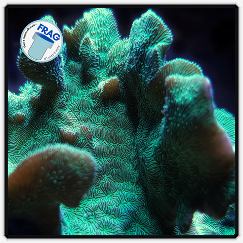 Green Pavona Frag