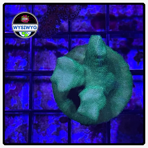 Green Psammocora Frag WYSIWYG 2