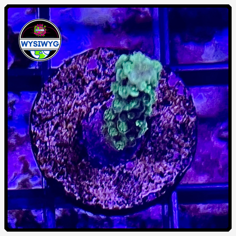 Green Star Acropora Frag WYSIWYG 1