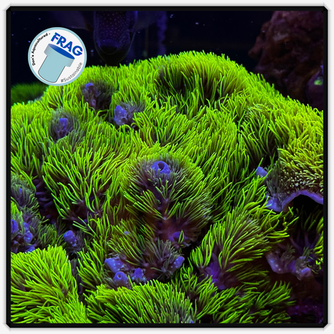 Green Star Polyp Frag