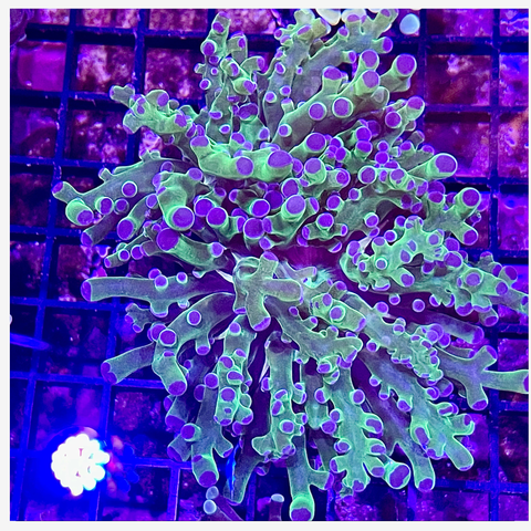 Green & Purple Tip Frogspawn Frag WYSIWYG 1