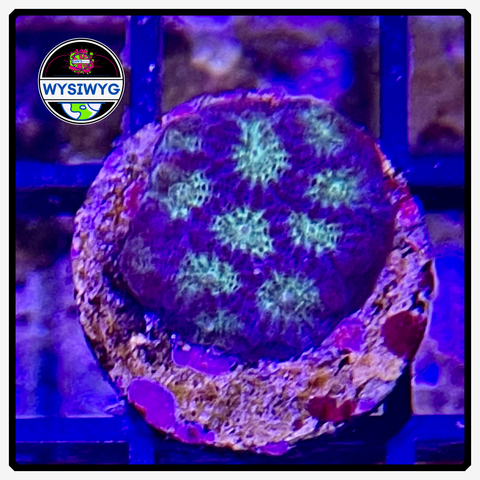 Hell Rider Favia Frag WYSIWYG 1