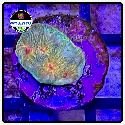 Horizon Favia Frag WYSIWYG 1