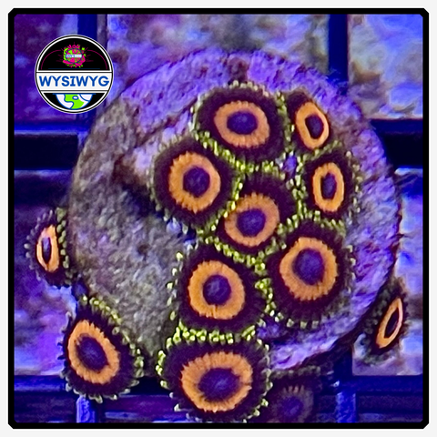 Jungle Juice Zoanthid Frag WYSIWYG 1