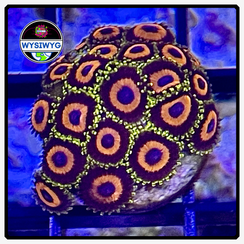 Jungle Juice Zoanthid Frag WYSIWYG 2