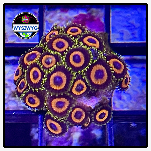 Jungle Juice Zoanthid Frag WYSIWYG 3