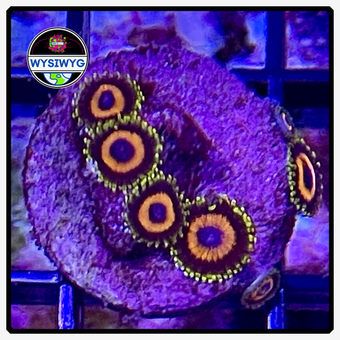 Jungle Juice Zoanthid Frag WYSIWYG 4