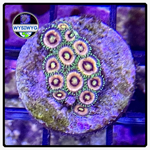 Lazer Lemon Zoanthid Frag WYSIWYG 2