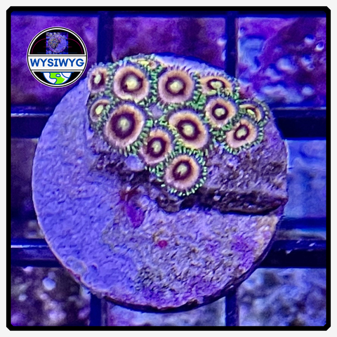 Lazer Lemon Zoanthid Frag WYSIWYG 3