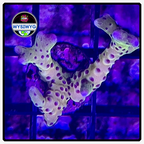 Luminescence Anacropora Frag WYSIWYG 1