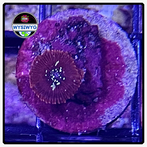 Magician Zoanthid Frag WYSIWYG 1