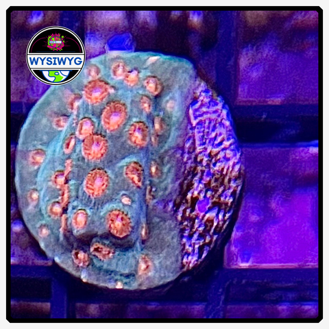 Molten Meteor Cyphastrea Frag WYSIWYG 1