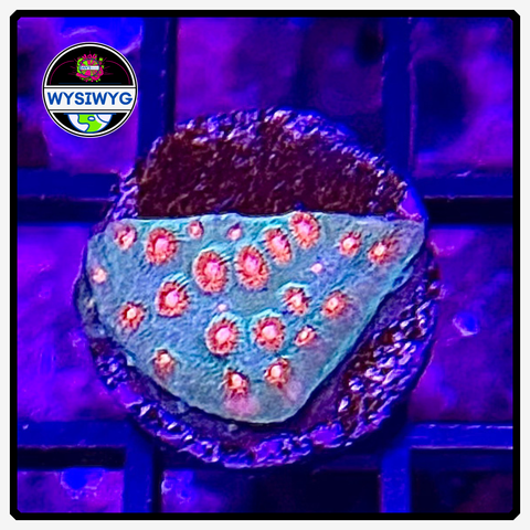 Molten Meteor Cyphastrea Frag WYSIWYG 2
