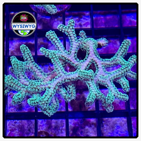 Kryptonite Green Birdsnest Frag WYSIWYG 1