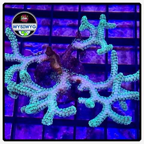 Kryptonite Green Birdsnest Frag WYSIWYG 2