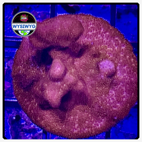 Orange Psammocora Frag WYSIWYG 1