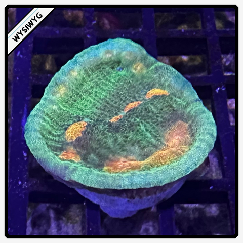 Raja Rampage Chalice Frag WYSIWYG 4