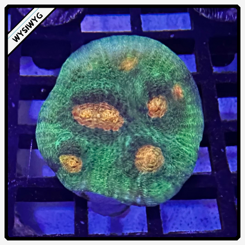 Raja Rampage Chalice Frag WYSIWYG 2