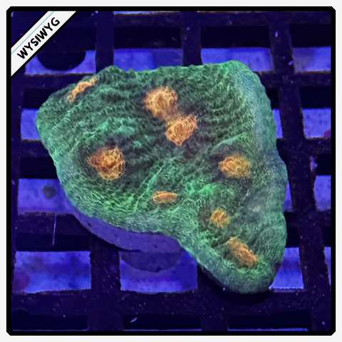 Raja Rampage Chalice Frag - WYSIWYG 3