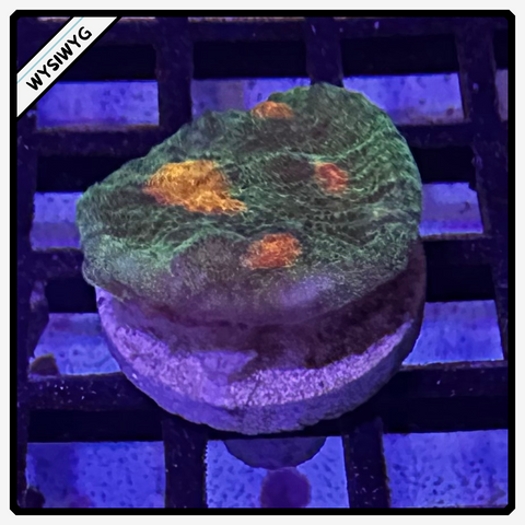 Raja Rampage Chalice Frag WYSIWYG 5